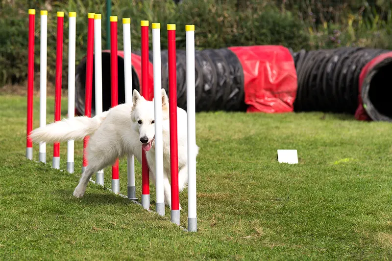 eduquez votre animal pour une vie en harmonie